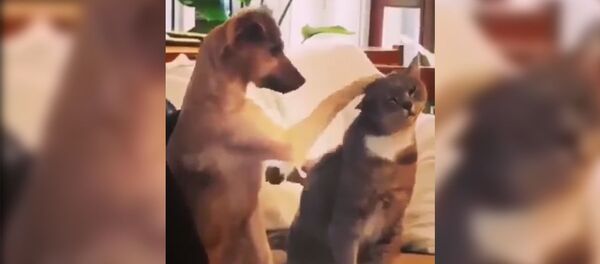 Ревнивый пес погладил кота - Sputnik Армения