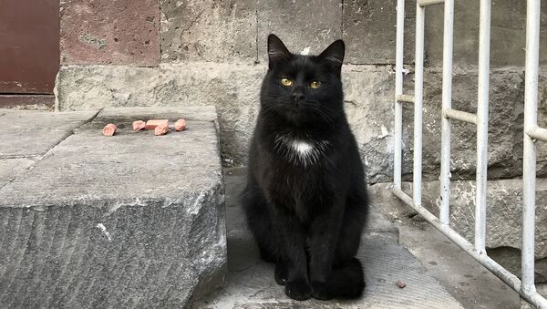 Черная кошка - Sputnik Армения