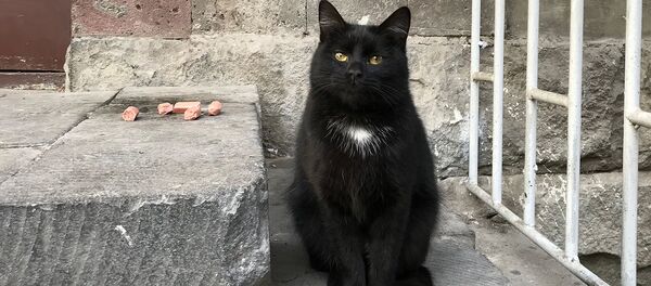 Черная кошка - Sputnik Արմենիա