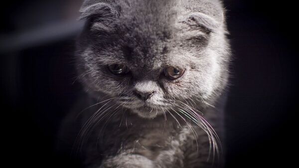 Кот, архивное фото - Sputnik Армения