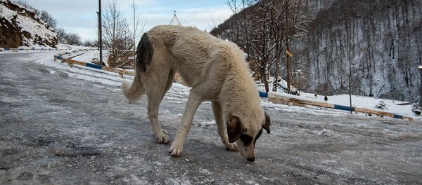 Бездомный пес на заледеневшей дороге Бездомный пес на заледеневшей дороге - Sputnik Արմենիա