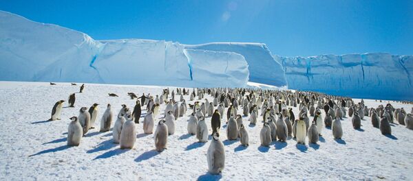Колония императорпских пингвинов в районе станции Мирный в Антарктиде. - Sputnik Армения