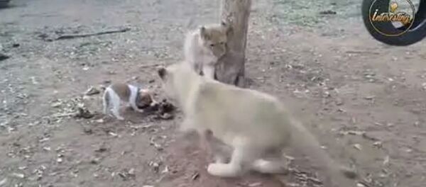 Львы в шоке! - Sputnik Армения