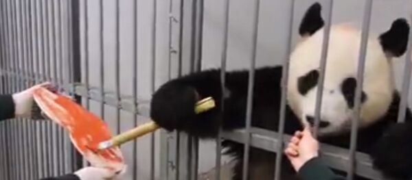 В московском зоопарке самец панды раскрасил валентинку для своей подруги - Sputnik Армения