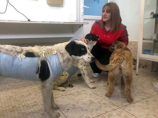 Չխփե՛լ, չվնասե՛լ ու կերակրել. ստերջացված շները որդեգրման են սպասում Չխփե՛լ, չվնասե՛լ ու կերակրել. ստերջացված շները որդեգրման են սպասում - Sputnik Արմենիա