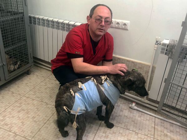 Չխփե՛լ, չվնասե՛լ ու կերակրել. ստերջացված շները որդեգրման են սպասում Չխփե՛լ, չվնասե՛լ ու կերակրել. ստերջացված շները որդեգրման են սպասում - Sputnik Արմենիա