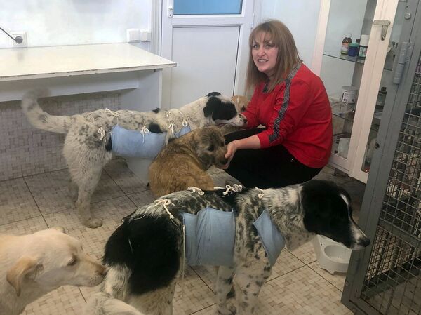 Гонч без агрессии и потомства, или К чему приведет стерилизация собак в Гюмри Гонч без агрессии и потомства, или К чему приведет стерилизация собак в Гюмри - Sputnik Армения