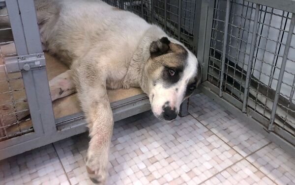 Собака по кличке Гонч в ветеринарной клинике My vet, Гюмри - Sputnik Армения