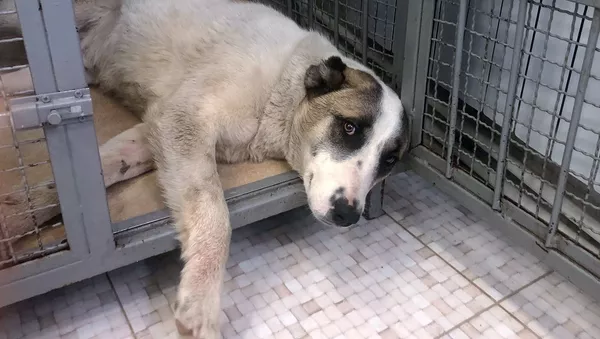 Собака по кличке Гонч в ветеринарной клинике My vet, Гюмри - Sputnik Армения