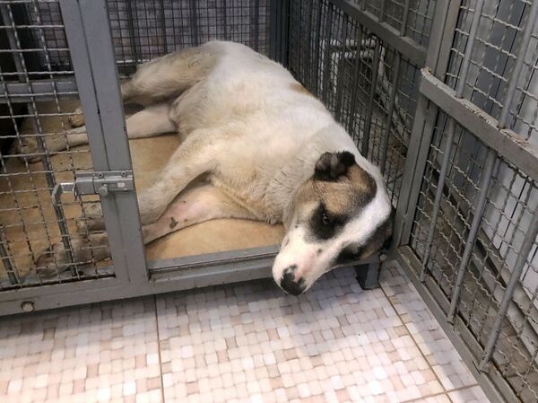 Չխփե՛լ, չվնասե՛լ ու կերակրել. ստերջացված շները որդեգրման են սպասում Չխփե՛լ, չվնասե՛լ ու կերակրել. ստերջացված շները որդեգրման են սպասում - Sputnik Արմենիա