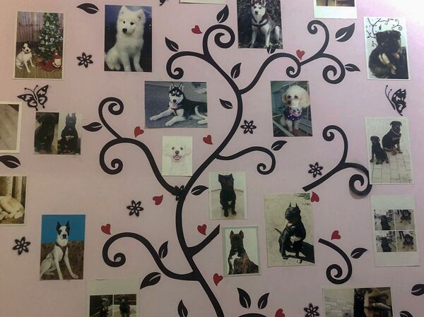 Չխփե՛լ, չվնասե՛լ ու կերակրել. ստերջացված շները որդեգրման են սպասում Չխփե՛լ, չվնասե՛լ ու կերակրել. ստերջացված շները որդեգրման են սպասում - Sputnik Արմենիա