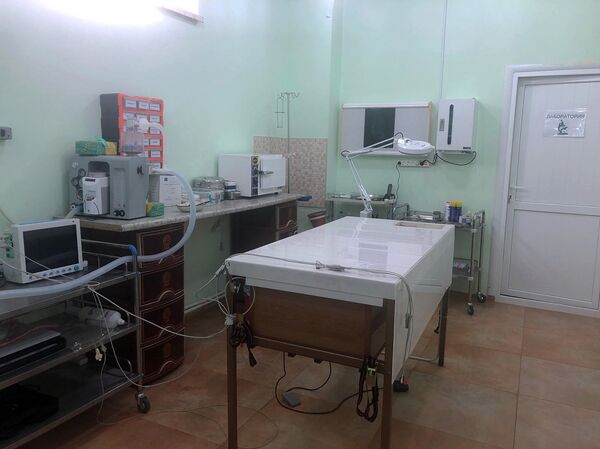 Չխփե՛լ, չվնասե՛լ ու կերակրել. ստերջացված շները որդեգրման են սպասում Չխփե՛լ, չվնասե՛լ ու կերակրել. ստերջացված շները որդեգրման են սպասում - Sputnik Արմենիա