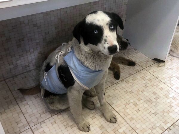 Չխփե՛լ, չվնասե՛լ ու կերակրել. ստերջացված շները որդեգրման են սպասում Չխփե՛լ, չվնասե՛լ ու կերակրել. ստերջացված շները որդեգրման են սպասում - Sputnik Արմենիա