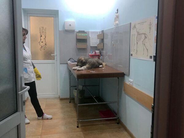 Չխփե՛լ, չվնասե՛լ ու կերակրել. ստերջացված շները որդեգրման են սպասում Չխփե՛լ, չվնասե՛լ ու կերակրել. ստերջացված շները որդեգրման են սպասում - Sputnik Արմենիա