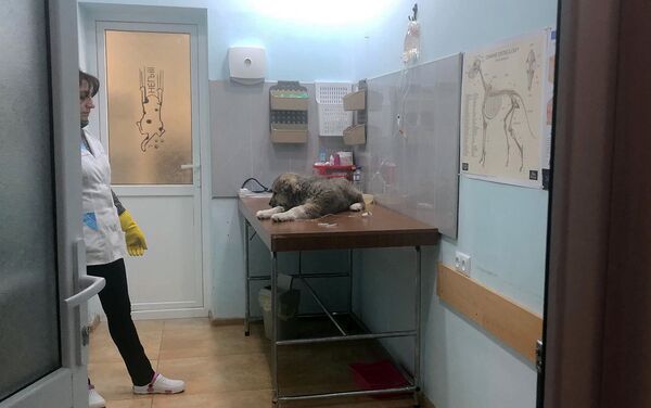 Ветеринарная клиника My vet в Гюмри - Sputnik Армения