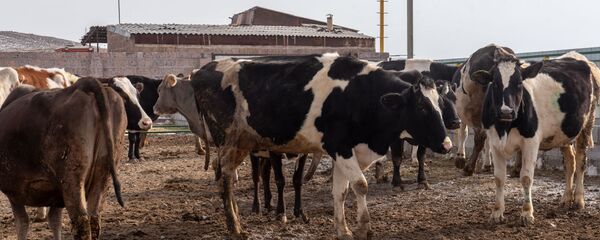 Современная ферма в селе Азатан, Ширак - Sputnik Армения