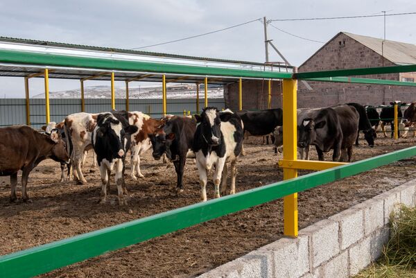 Коровье здоровье: швейцарцы и австрийцы помогают армянским фермерам получать больше молока - Sputnik Армения