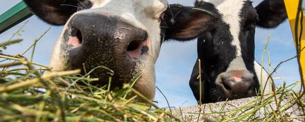 Современная ферма в селе Азатан, Ширак - Sputnik Արմենիա