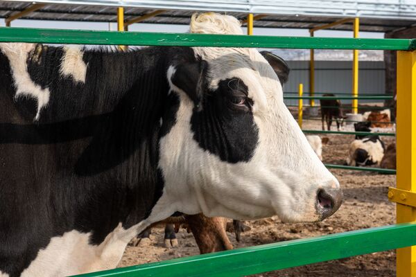 Коровье здоровье: швейцарцы и австрийцы помогают армянским фермерам получать больше молока - Sputnik Армения