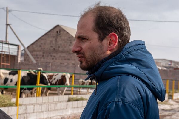 Коровье здоровье: швейцарцы и австрийцы помогают армянским фермерам получать больше молока - Sputnik Армения