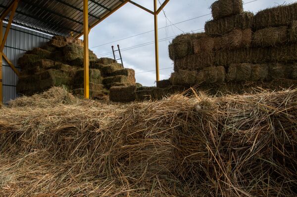 Լավ կաթ ստանալու բանաձևը. շվեյցարացիներն ու ավստրիացիներն օգնում են հայ գյուղացուն Լավ կաթ ստանալու բանաձևը. շվեյցարացիներն ու ավստրիացիներն օգնում են հայ գյուղացուն - Sputnik Արմենիա