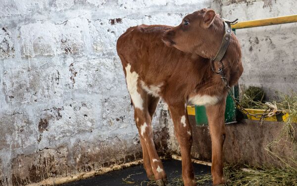 Новорожденный теленок на современной ферме в селе Азатан, Ширак - Sputnik Армения