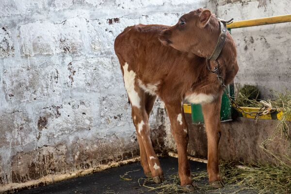Լավ կաթ ստանալու բանաձևը. շվեյցարացիներն ու ավստրիացիներն օգնում են հայ գյուղացուն Լավ կաթ ստանալու բանաձևը. շվեյցարացիներն ու ավստրիացիներն օգնում են հայ գյուղացուն - Sputnik Արմենիա