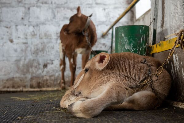 Коровье здоровье: швейцарцы и австрийцы помогают армянским фермерам получать больше молока - Sputnik Армения