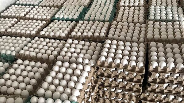 Сотрудники гос.службы безопасности пищевых продуктов выявили 54'000 просроченных яиц (февраль 2020). Армявирская область - Sputnik Արմենիա