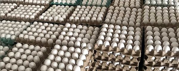 Сотрудники гос.службы безопасности пищевых продуктов выявили 54'000 просроченных яиц (февраль 2020). Армявирская область - Sputnik Արմենիա