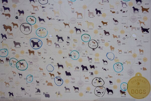 Հայերի ստեղծած բջջային խաղով աշխարհում ավելի քան 3 մլն մարդ կենդանիներ են «խնամում» Հայերի ստեղծած բջջային խաղով աշխարհում ավելի քան 3 մլն մարդ կենդանիներ են «խնամում» - Sputnik Արմենիա