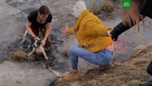 Женщина нырнула в ледяную воду и спасла собаку - Sputnik Армения