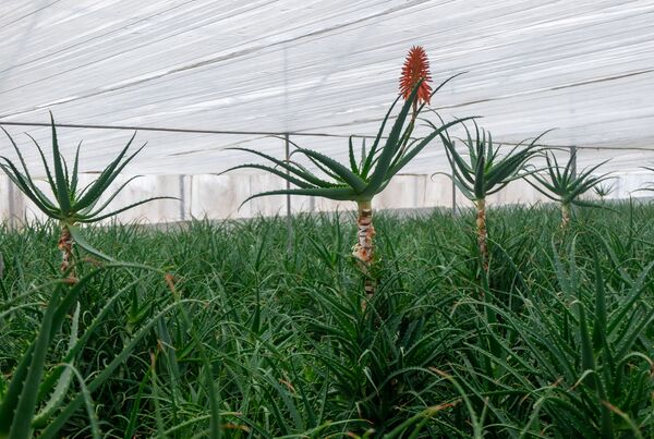 Առաջինն ու միակը. ինչպես ալոեն փոխեց հայ ինժեներ- երկրաբանի կյանքը Առաջինն ու միակը. ինչպես ալոեն փոխեց հայ ինժեներ- երկրաբանի կյանքը - Sputnik Արմենիա