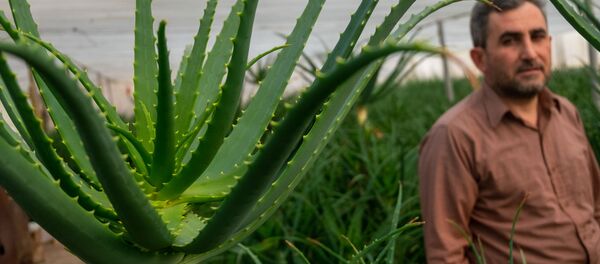 Парники алоэ в селе Гай, Армавир - Sputnik Армения