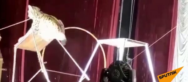 Рысь нападает на дрессировщика во время представления - Sputnik Армения