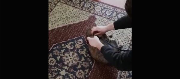 Кот отказывается гулять на поводке - Sputnik Армения