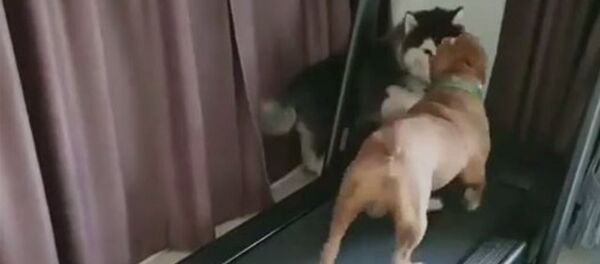 Беговая дорожка не для двоих - Sputnik Армения