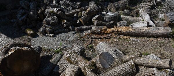 Заготовки для стройматериалов из старых деревьев - Sputnik Արմենիա