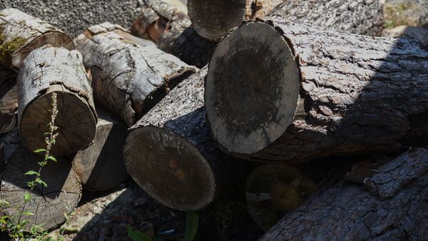 Կոճղեր - Sputnik Արմենիա