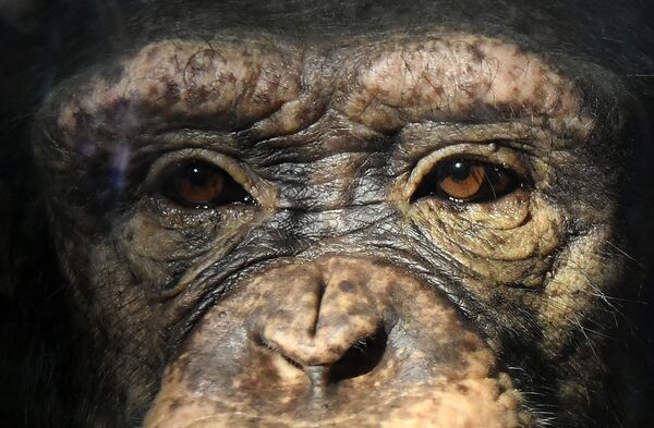 Молодая самка шимпанзе Анфиса в парке флоры и фауны Роев ручей на окраине Красноярска. В первый день Масленичной недели обезьяны красноярского зоопарка получили угощение - блины с вареньем, а также витаминизированные сиропы в качестве средств профилактики ОРВИ - Sputnik Армения