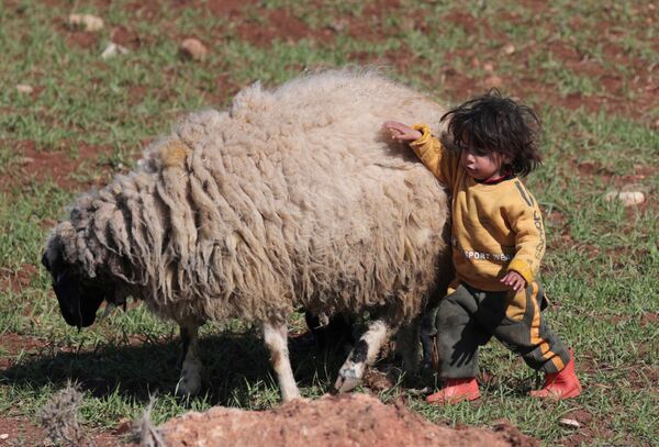 Сирийский ребенок-беженец играет с овцой - Sputnik Армения