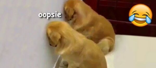 Собаки-хулигаки: как нашкодившие псы пытаются избежать наказания - Sputnik Армения