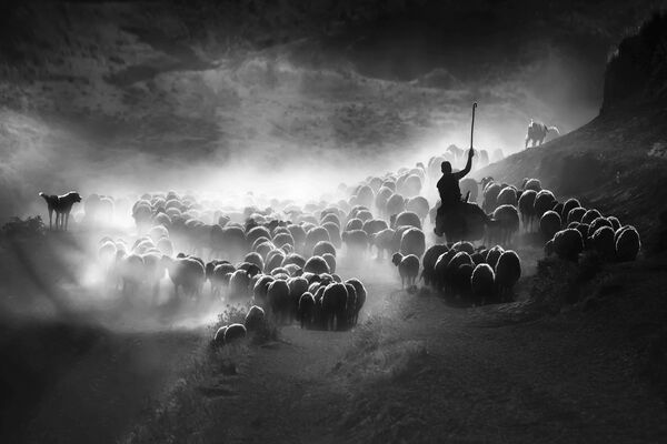 Снимок Light Shadow and the Guards турецкого фотографа F. Dilek Uyar, победивший в номинации National Awards (Турция)  конкурса 2020 Sony World Photography Awards - Sputnik Армения