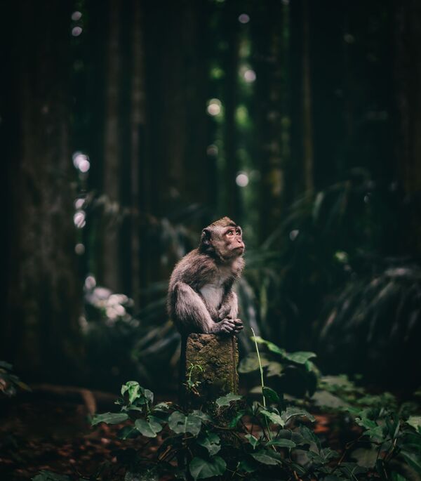 Снимок Wondering monkey чешского фотографа Jan Simon, победивший в номинации National Awards (Чехия)  конкурса 2020 Sony World Photography Awards - Sputnik Армения