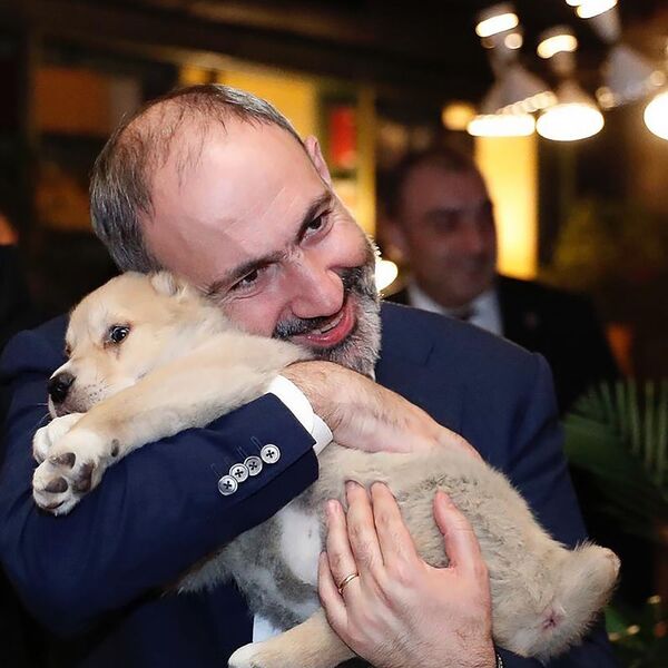 Նիկոլ Փաշինյանը Վրաստանի վարչապետի նվիրած շան հետ - Sputnik Արմենիա