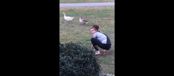 Видео с гусем - Sputnik Армения