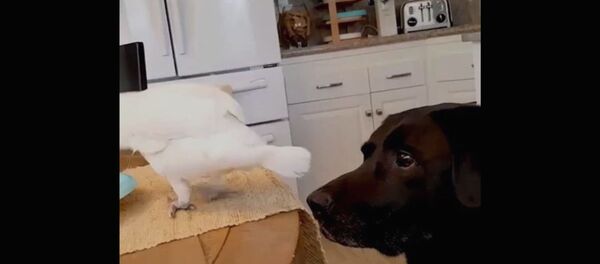 Лучший друг) - Sputnik Армения