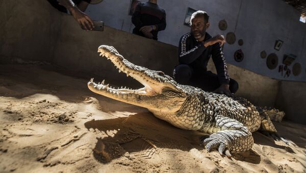 Житель деревни показывает посетителям крокодила в своем доме в нубийской деревне Гарб Сохейль, расположенной на Западном берегу реки Нил.
 - Sputnik Армения