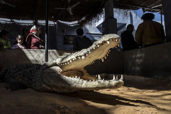 Прирученный крокодил в нубийской деревне, расположенной на берегу Нила в Египте - Sputnik Армения