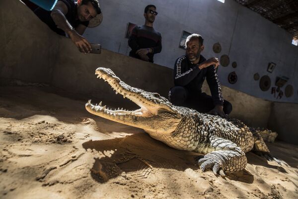 Житель деревни показывает посетителям крокодила в своем доме в нубийской деревне Гарб Сохейль, расположенной на Западном берегу реки Нил. - Sputnik Армения